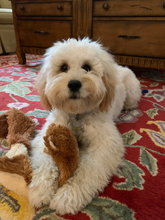 Charlie, age 3.5 years, Goldendoodle