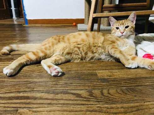 Corey the cat, age 1