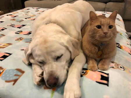 Sunny and Buddy, age 6 and 8, Lab and Domestic Shorthair
