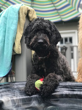 Norman, age 4, Golden Doodle
