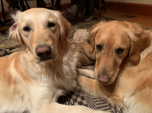 Gus, 2½ and Daisy, 1½, Golden Retriever
