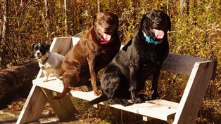 Spud 2, Riley 8 and Roxy, 5, Schweenie, Chocolate Lab and Black Lab
