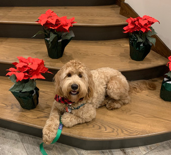 Annie, age 17 months, Multi-gen Goldendoodle
