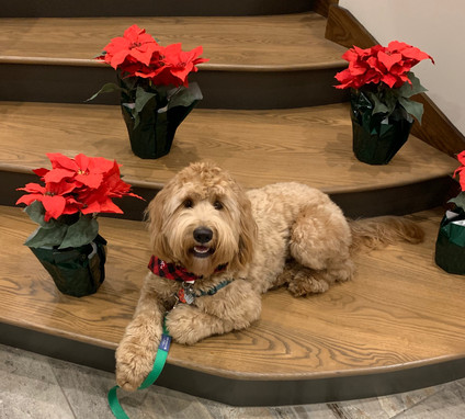 Annie, age 17 months, Multi-gen Goldendoodle