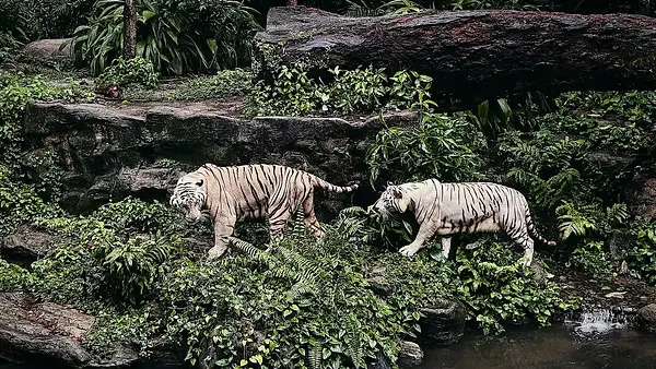 Singapore Zoo