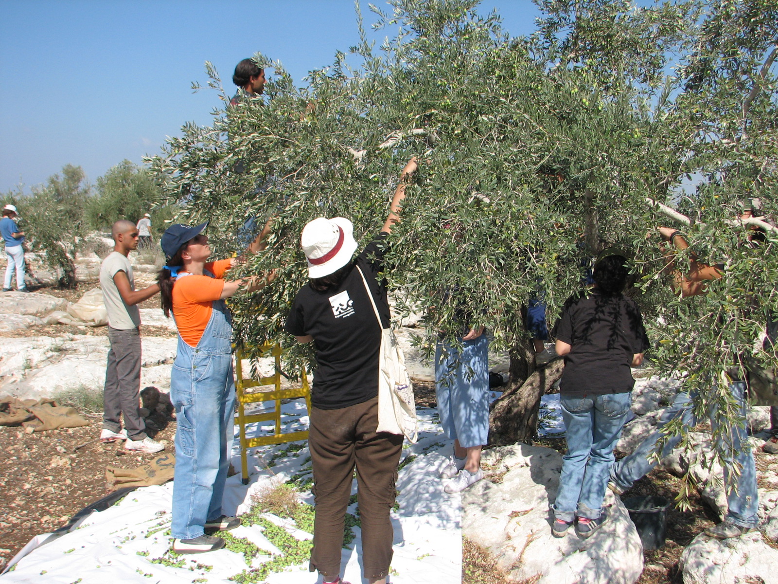 Archival olive harvest in Qafin, occupied West Bank; not the October 2026 attacks