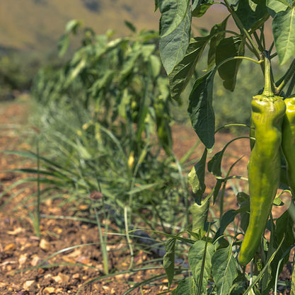 CASO MISTRETTA CULTIVOS DSC_4851.jpg
