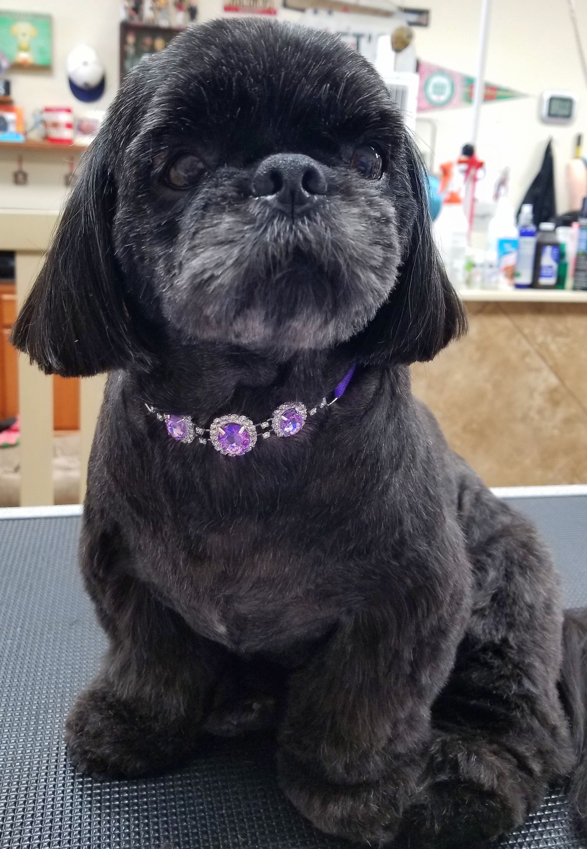 AllStar Grooming Scottsdale, Arizona Dog Grooming