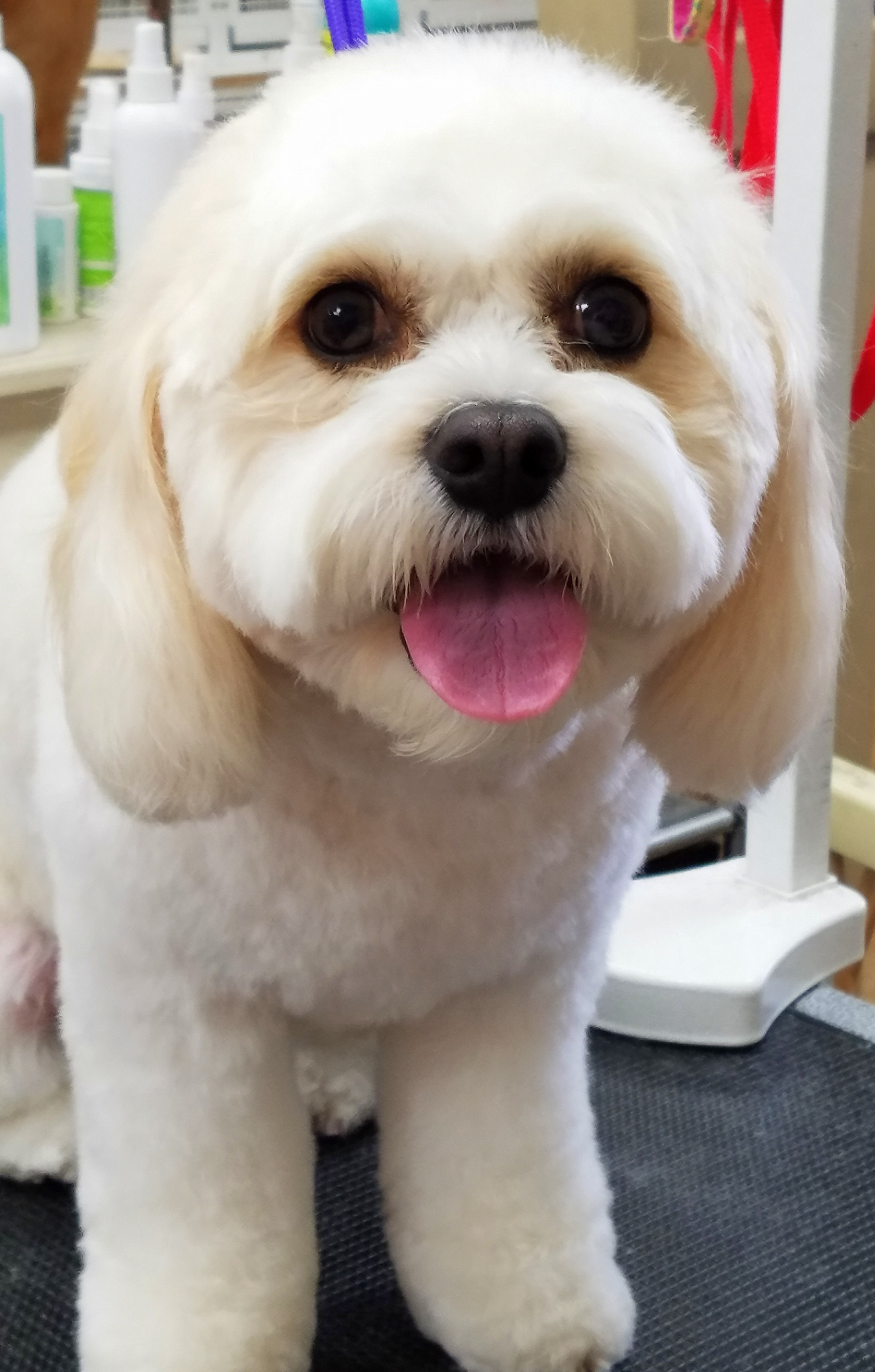 AllStar Grooming Scottsdale, Arizona Dog Grooming