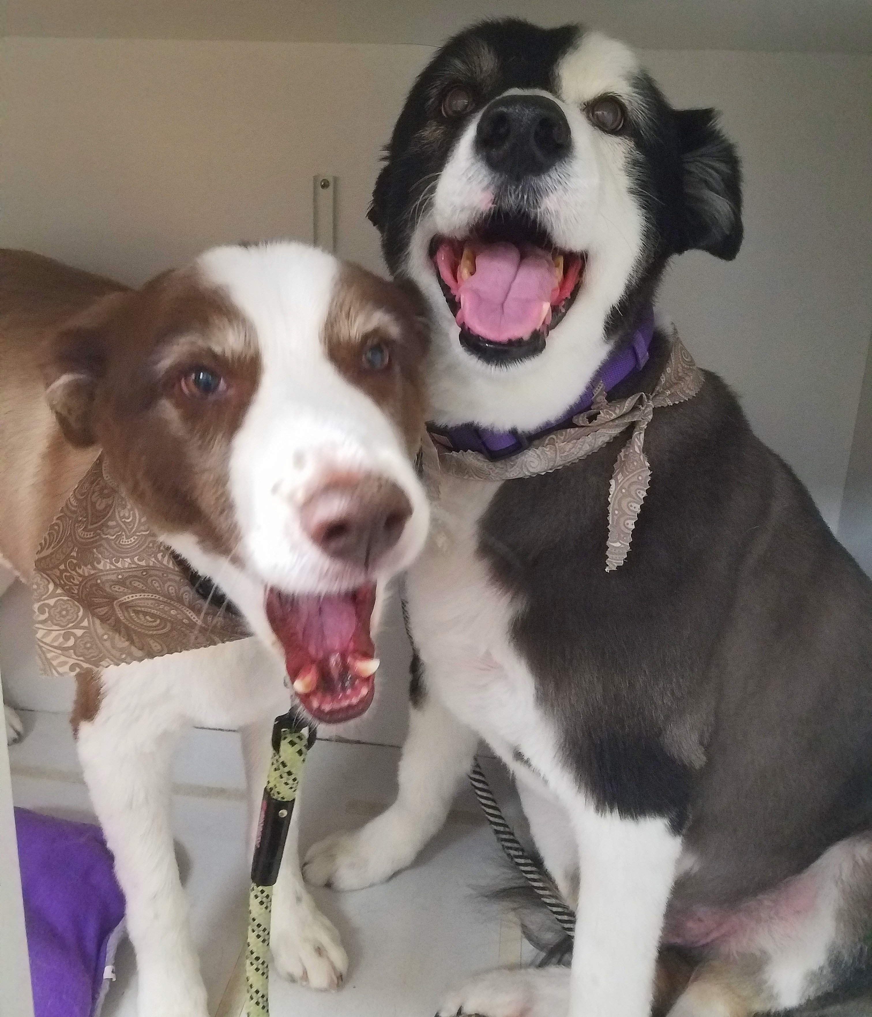 AllStar Grooming Scottsdale, Arizona Dog Grooming