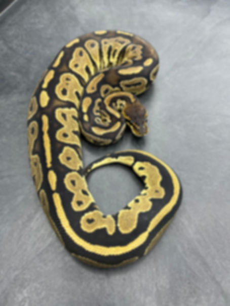 Bongo Het Desert Ghost 66% Het Clown Female