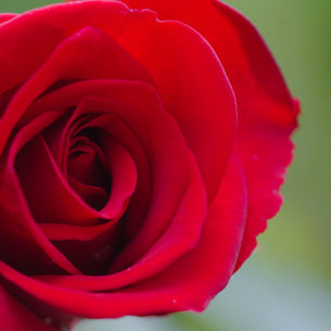 Macro Photography examples: Fill the frame photography for beginners
