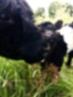 Belted Galloways Nythe Farm