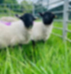 Nythe Farm Acorn Meadows