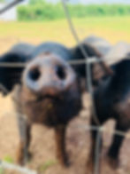 Nythe Farm Acorn Meadows