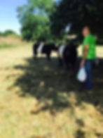 Belted Galloways Nythe Farm
