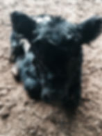 Belted Galloways Nythe Farm