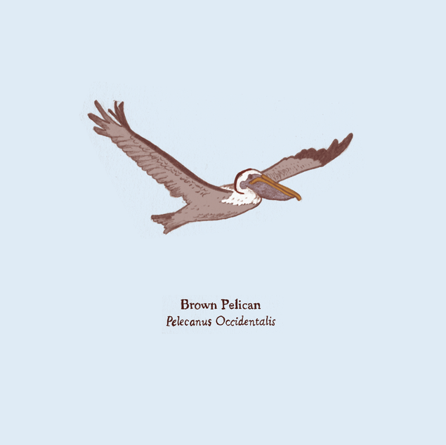 Brown Pelican