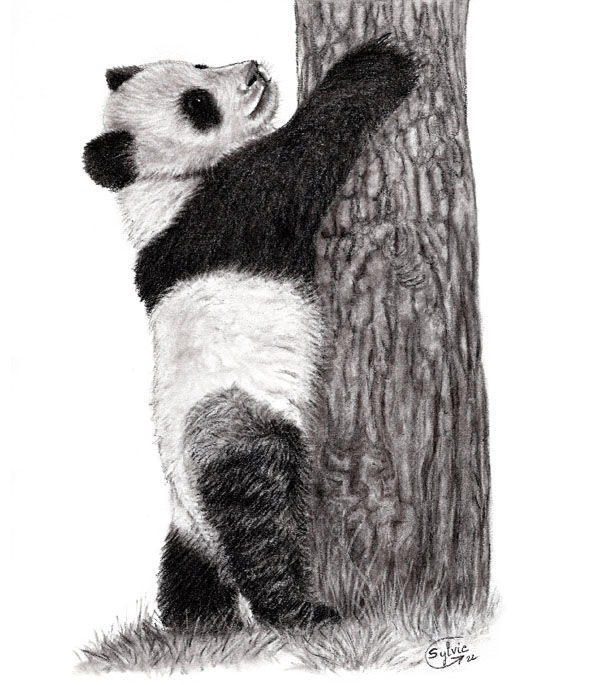 Miniature : Magnets Jeunes pandas (dessins au fusain)