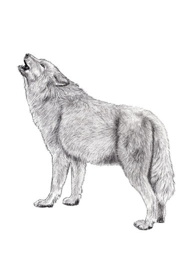 dessin réalisé aux graphites par l'artiste sylvieg et représentant un loup hurlant