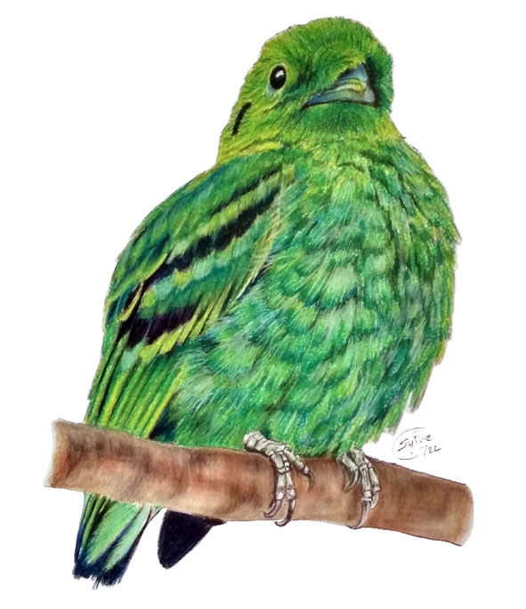 Miniature : Magnets Arc-en-ciel d'oiseaux