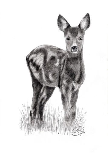 dessin d'un jeune chevreuil réalisé aux graphites par l'artiste sylvieg