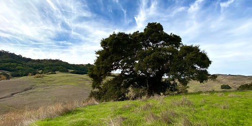 OakHero_edited_edited_edited.jpg