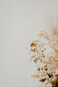 annie-spratt-zo7-ZyvplAI-unsplash_edited.jpg