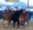 S. Perry, C. Bunn, D. Adams