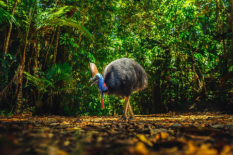Cassowary_TEQ.jpg