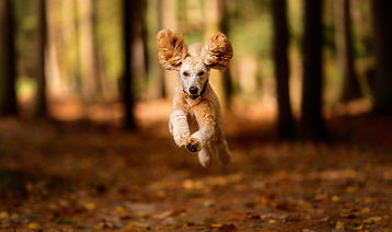 In der Mitte ist ein springender Hund. Die Ohren fliegen beim Springer in der Luft. Im Hintergrund ist verwischt dargestellt ein herbstlicher Wald.