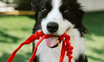 Ein Border Collie, in der Farbe schwarz und weiß, der eine Leine im Maul trägt. Er schaut direkt in die Kamera.