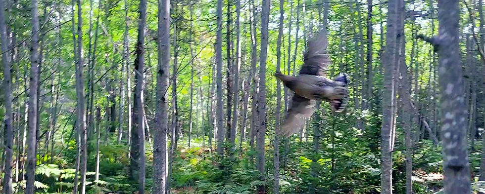 Grouse Hunting and Dog Handling Clinic - In the Woods with Aspen Thicket