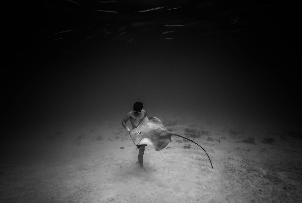 Titouan Bernicot, Coral Gardeners Founder playing with a pink whip ray off the shallow waters of Mo’orea.