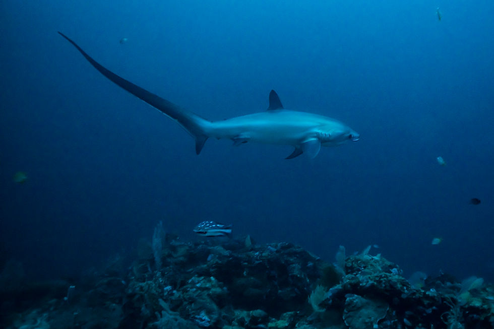Pelagic Thresher Shark - Alopias pelagicus