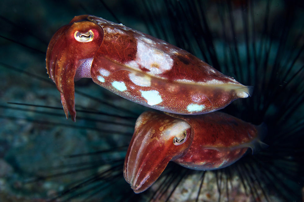 Reaper Cuttlefish - Sepia cf mestus