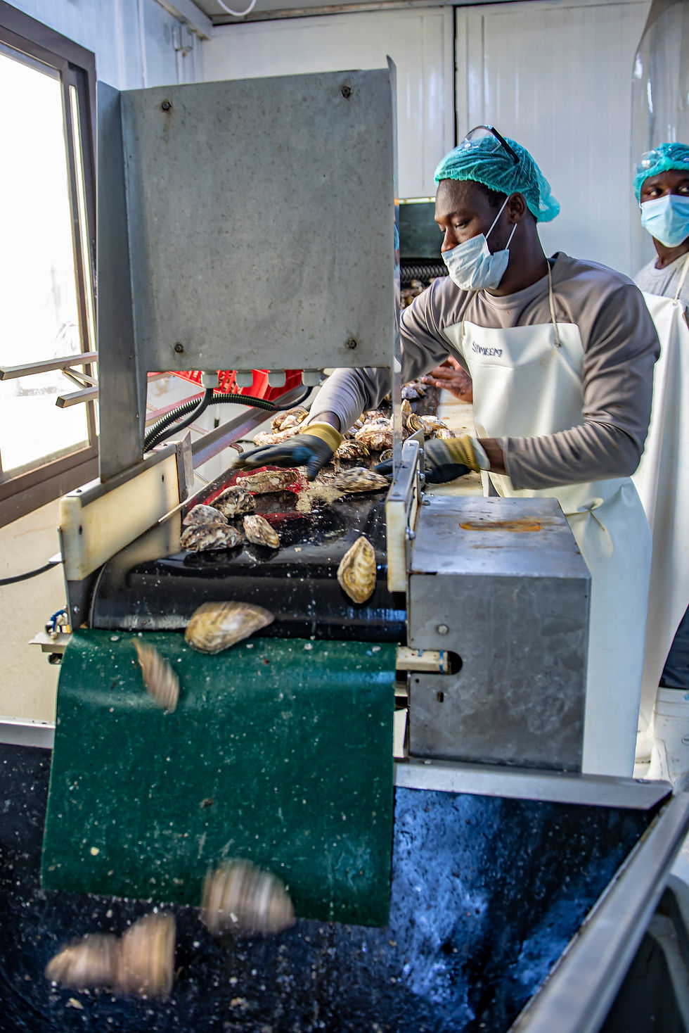 DIBBA BAY OYSTER FARM A Sustainable Local Project