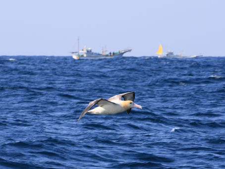 神津島で夢のアホウドリツアーを実現へ!!