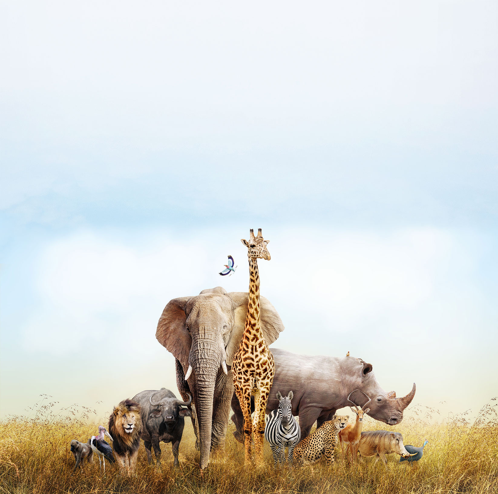 AdobeStock_175655424_TOP_SMALL.jpeg