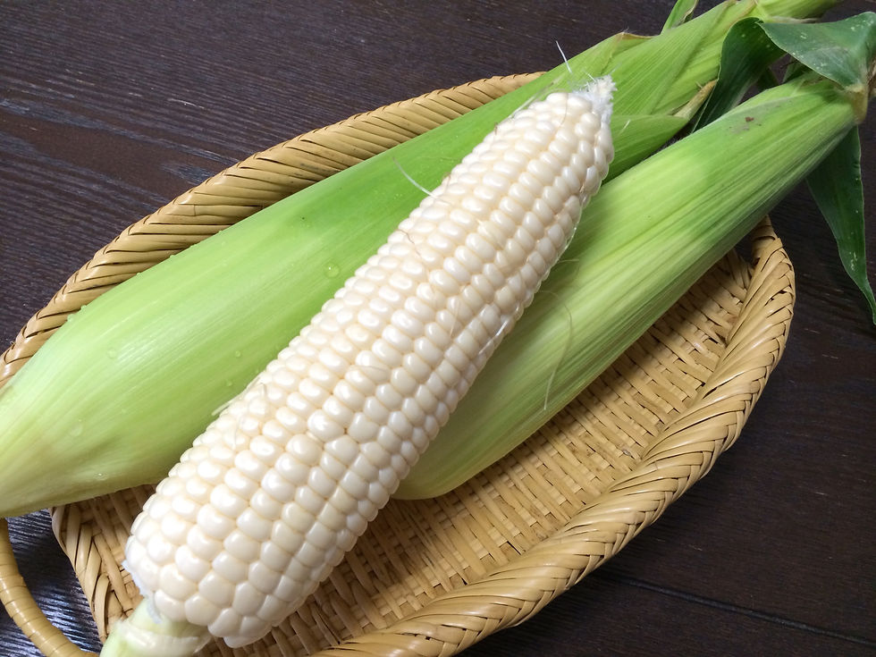 白もちとうもろこし