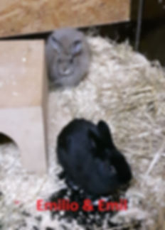 Kaninchen Emilio und Emil (2)-1.jpg