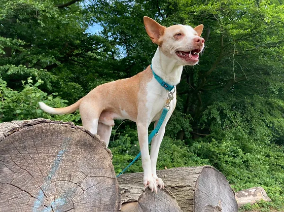 Unsere Hunde Tierschutz Segeberg