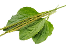 Green leaf of plantain isolated on a white background_edited.png