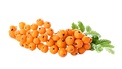 Branch of rowan berries with leaves isolated on white background, closeup_edited.png