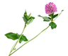 Clover flower isolated on white background Pink clover on a stem with green leaves Medicin