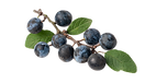 Sloes - Fruits of blackthorn (Prunus spinosa) isolated against white background_edited.png