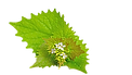 Flowering garlic mustard, Alliaria petiolata, isolated against white background_edited.png