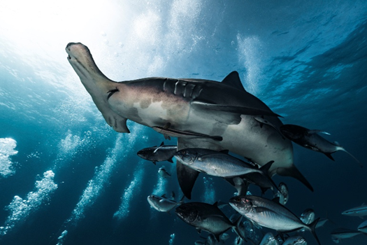 Hammerhead Sharks