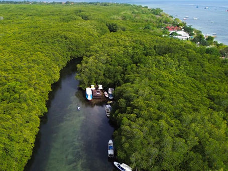 Mangrove Conservation