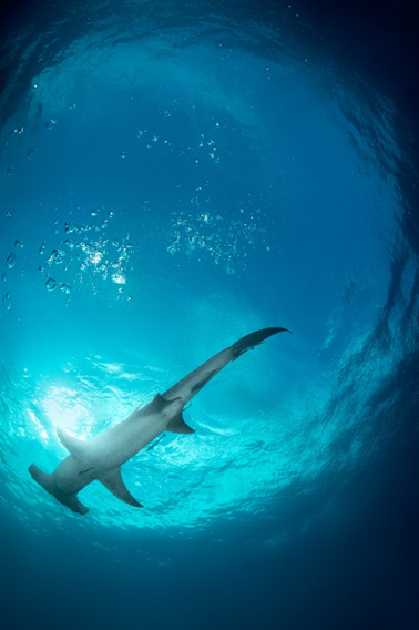 Hammerhead Sharks